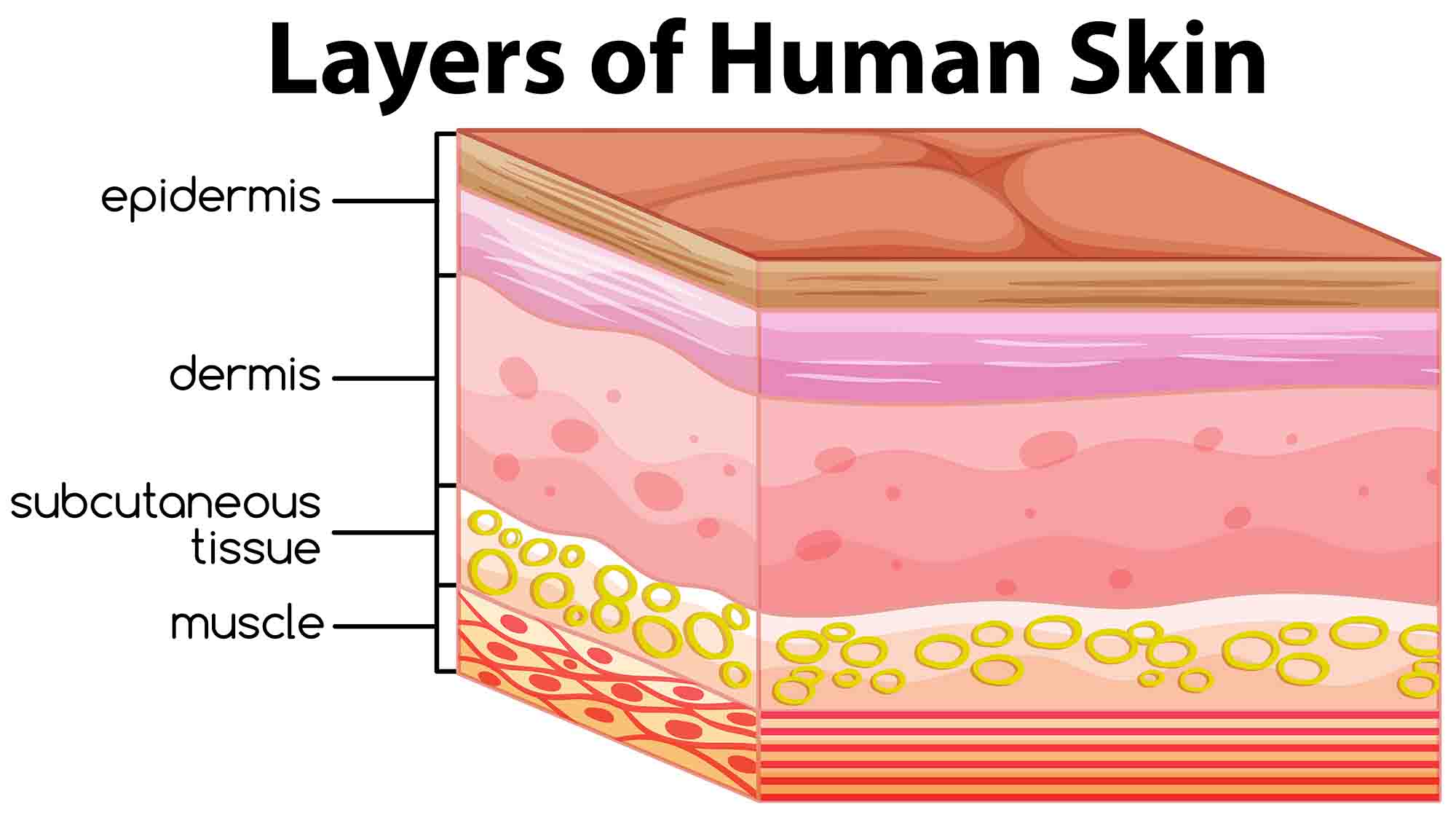 Layers of human skin concept